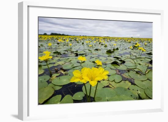 Fringed Water Lilies - Yellow Floating Heart (Nymphoides Peltata) on Lake, Hortobagy Np, Hungary-Radisics-Framed Photographic Print