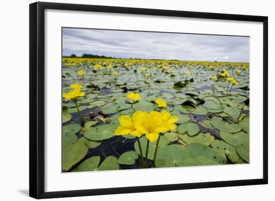Fringed Water Lilies - Yellow Floating Heart (Nymphoides Peltata) on Lake, Hortobagy Np, Hungary-Radisics-Framed Photographic Print