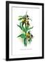 Fritallaria Discolor-H.g. Moon-Framed Art Print