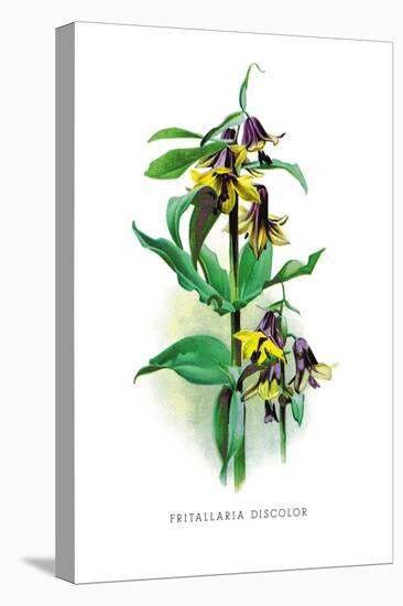 Fritallaria Discolor-H.g. Moon-Stretched Canvas