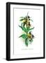 Fritallaria Discolor-H.g. Moon-Framed Art Print