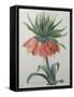 Fritillaire - Imperial Crown Flower-Pierre-Joseph Redoute-Framed Stretched Canvas