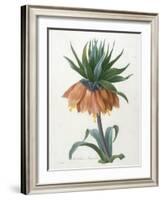 Fritillaire Imperiale, from Choix Des Plus Belle Fleurs Et Des Plus Beaux Fruits, 1827-Pierre Joseph Redoute-Framed Giclee Print