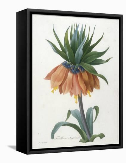 Fritillaire Imperiale, from Choix Des Plus Belle Fleurs Et Des Plus Beaux Fruits, 1827-Pierre Joseph Redoute-Framed Stretched Canvas