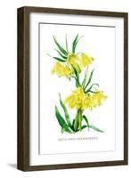 Fritillaria Askabadensis-H.g. Moon-Framed Art Print