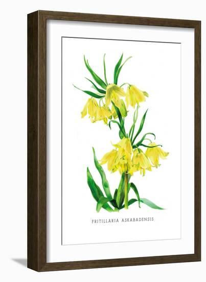 Fritillaria Askabadensis-H.g. Moon-Framed Art Print