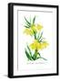 Fritillaria Askabadensis-H.g. Moon-Framed Art Print