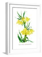 Fritillaria Askabadensis-H.g. Moon-Framed Art Print