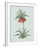 Fritillaria Imperialis - Celadon-Pierre Joseph Redoute-Framed Giclee Print