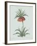 Fritillaria Imperialis - Celadon-Pierre Joseph Redoute-Framed Giclee Print