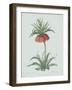 Fritillaria Imperialis - Celadon-Pierre Joseph Redoute-Framed Giclee Print