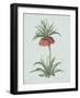 Fritillaria Imperialis - Celadon-Pierre Joseph Redoute-Framed Giclee Print