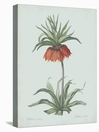 Fritillaria Imperialis - Celadon-Pierre Joseph Redoute-Stretched Canvas