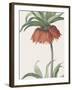Fritillaria Imperialis - Focus-Pierre Joseph Redoute-Framed Giclee Print