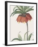 Fritillaria Imperialis - Focus-Pierre Joseph Redoute-Framed Giclee Print