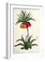 Fritillaria Imperialis From, Les Lilacees, 1802-8-Pierre-Joseph Redouté-Framed Giclee Print