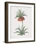 Fritillaria Imperialis-Pierre Joseph Redoute-Framed Giclee Print