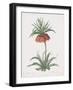 Fritillaria Imperialis-Pierre Joseph Redoute-Framed Giclee Print