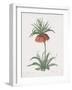 Fritillaria Imperialis-Pierre Joseph Redoute-Framed Giclee Print