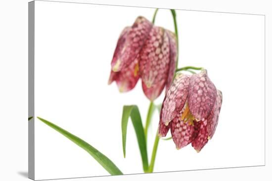 Fritillaria Meleagris-lijuan-Stretched Canvas