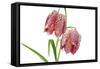 Fritillaria Meleagris-lijuan-Framed Stretched Canvas