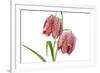 Fritillaria Meleagris-lijuan-Framed Photographic Print