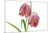 Fritillaria Meleagris-lijuan-Mounted Photographic Print