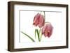 Fritillaria Meleagris-lijuan-Framed Photographic Print