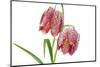 Fritillaria Meleagris-lijuan-Mounted Photographic Print