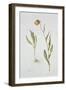 Fritillaria Michailovsky, 1996-Margaret Ann Eden-Framed Giclee Print