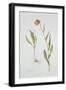 Fritillaria Michailovsky, 1996-Margaret Ann Eden-Framed Giclee Print