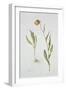 Fritillaria Michailovsky, 1996-Margaret Ann Eden-Framed Giclee Print
