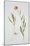Fritillaria Michailovsky, 1996-Margaret Ann Eden-Mounted Giclee Print