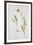 Fritillaria Michailovsky, 1996-Margaret Ann Eden-Framed Giclee Print