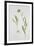 Fritillaria Michailovsky, 1996-Margaret Ann Eden-Framed Giclee Print