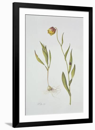 Fritillaria Michailovsky, 1996-Margaret Ann Eden-Framed Giclee Print