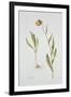 Fritillaria Michailovsky, 1996-Margaret Ann Eden-Framed Giclee Print