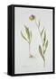 Fritillaria Michailovsky, 1996-Margaret Ann Eden-Framed Stretched Canvas