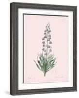 Fritillaria Persica - Rose-Pierre Joseph Redoute-Framed Giclee Print