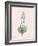 Fritillaria Persica - Rose-Pierre Joseph Redoute-Framed Giclee Print