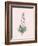 Fritillaria Persica - Rose-Pierre Joseph Redoute-Framed Giclee Print