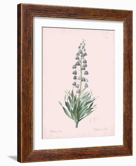 Fritillaria Persica - Rose-Pierre Joseph Redoute-Framed Giclee Print