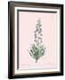 Fritillaria Persica - Rose-Pierre Joseph Redoute-Framed Giclee Print