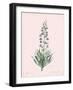 Fritillaria Persica - Rose-Pierre Joseph Redoute-Framed Giclee Print
