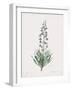 Fritillaria Persica-Pierre Joseph Redoute-Framed Giclee Print