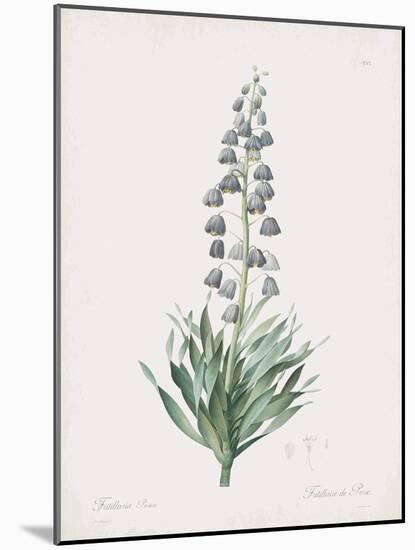 Fritillaria Persica-Pierre Joseph Redoute-Mounted Giclee Print