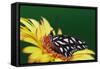 Fritillary Butterfly on a Daisy-Darrell Gulin-Framed Stretched Canvas