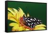 Fritillary Butterfly on a Daisy-Darrell Gulin-Framed Stretched Canvas