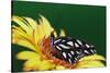 Fritillary Butterfly on a Daisy-Darrell Gulin-Stretched Canvas