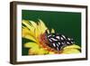 Fritillary Butterfly on a Daisy-Darrell Gulin-Framed Photographic Print